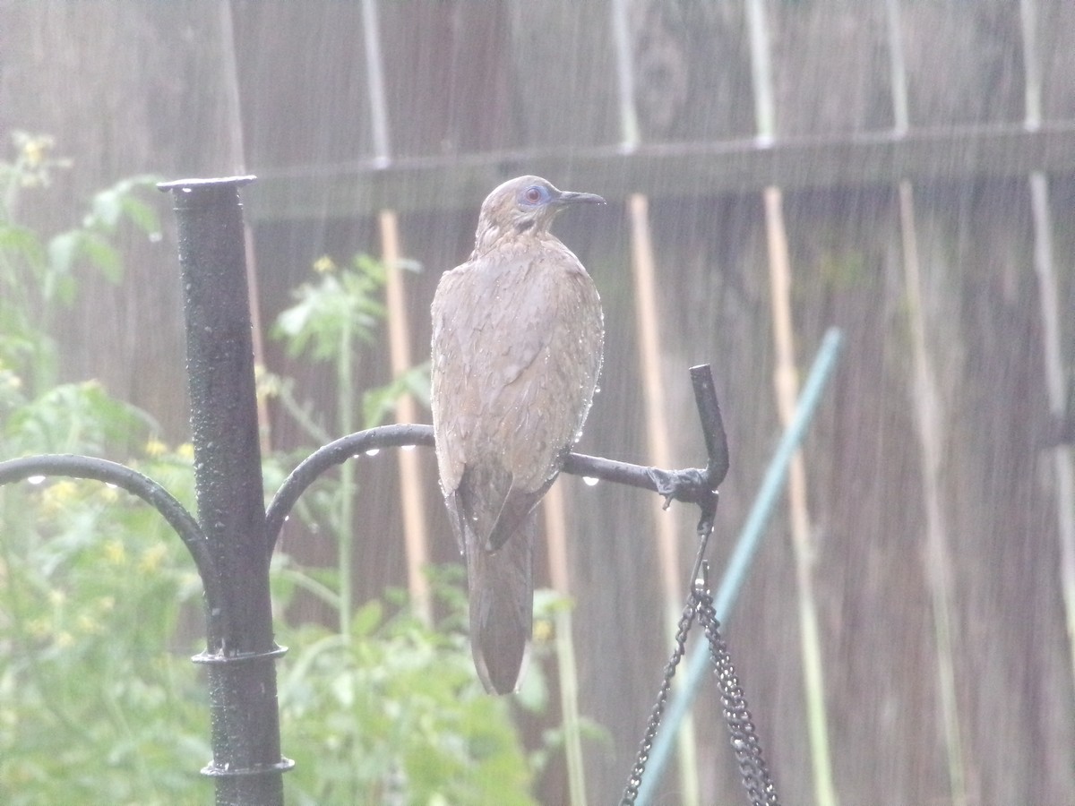 White-winged Dove - ML620615143