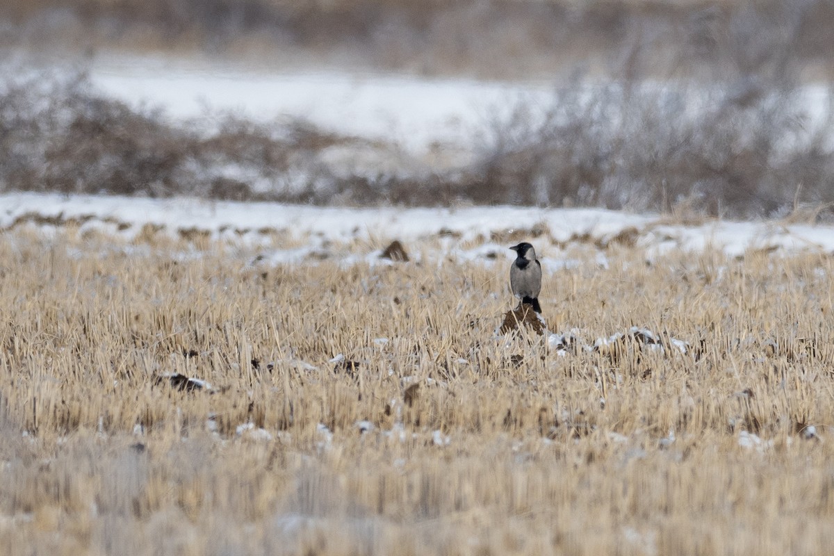 Daurian Jackdaw - Doug Whitman
