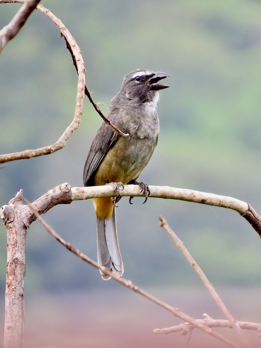 Cinnamon-bellied Saltator - ML620615145