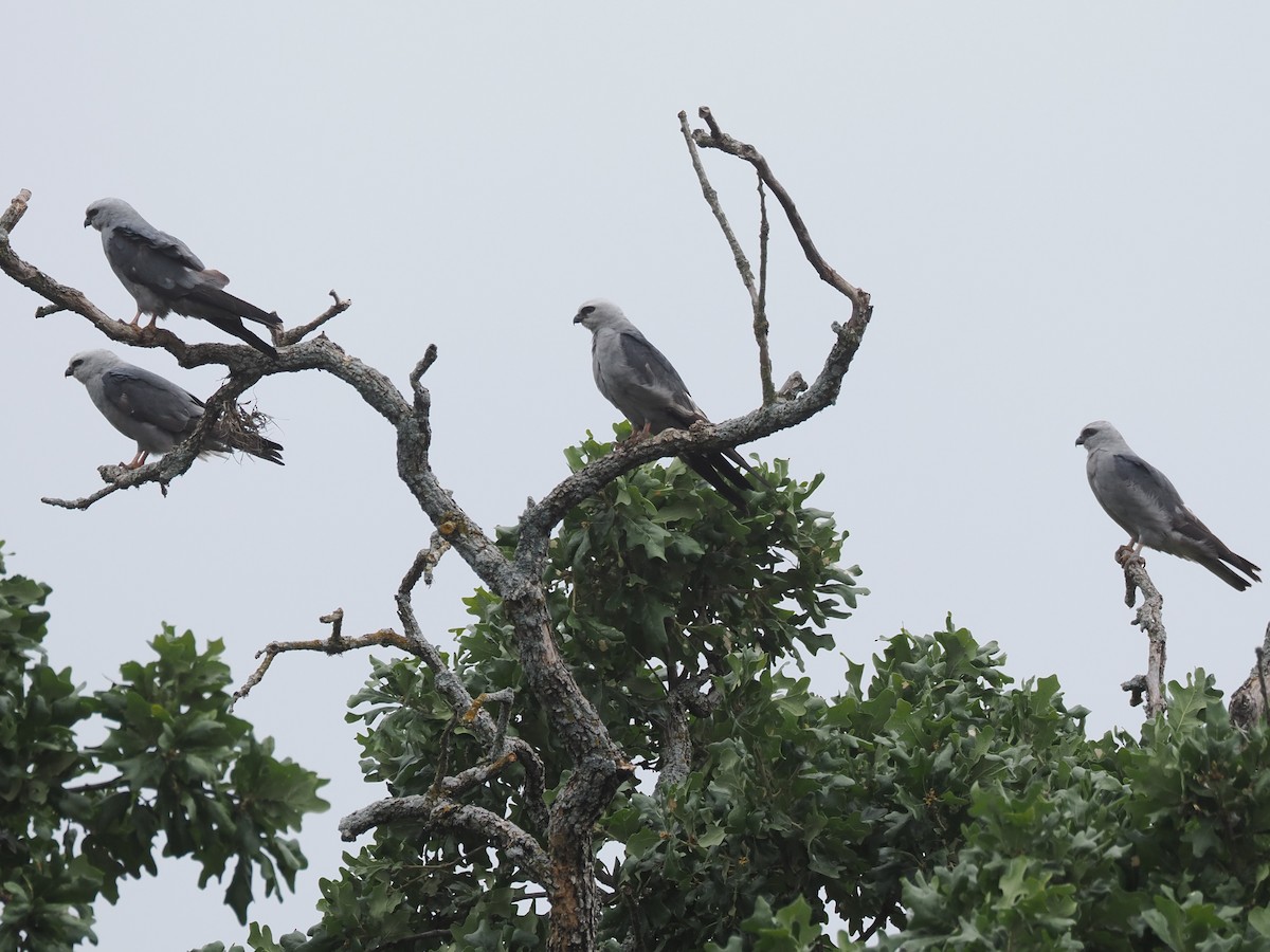 Mississippi Kite - ML620615146