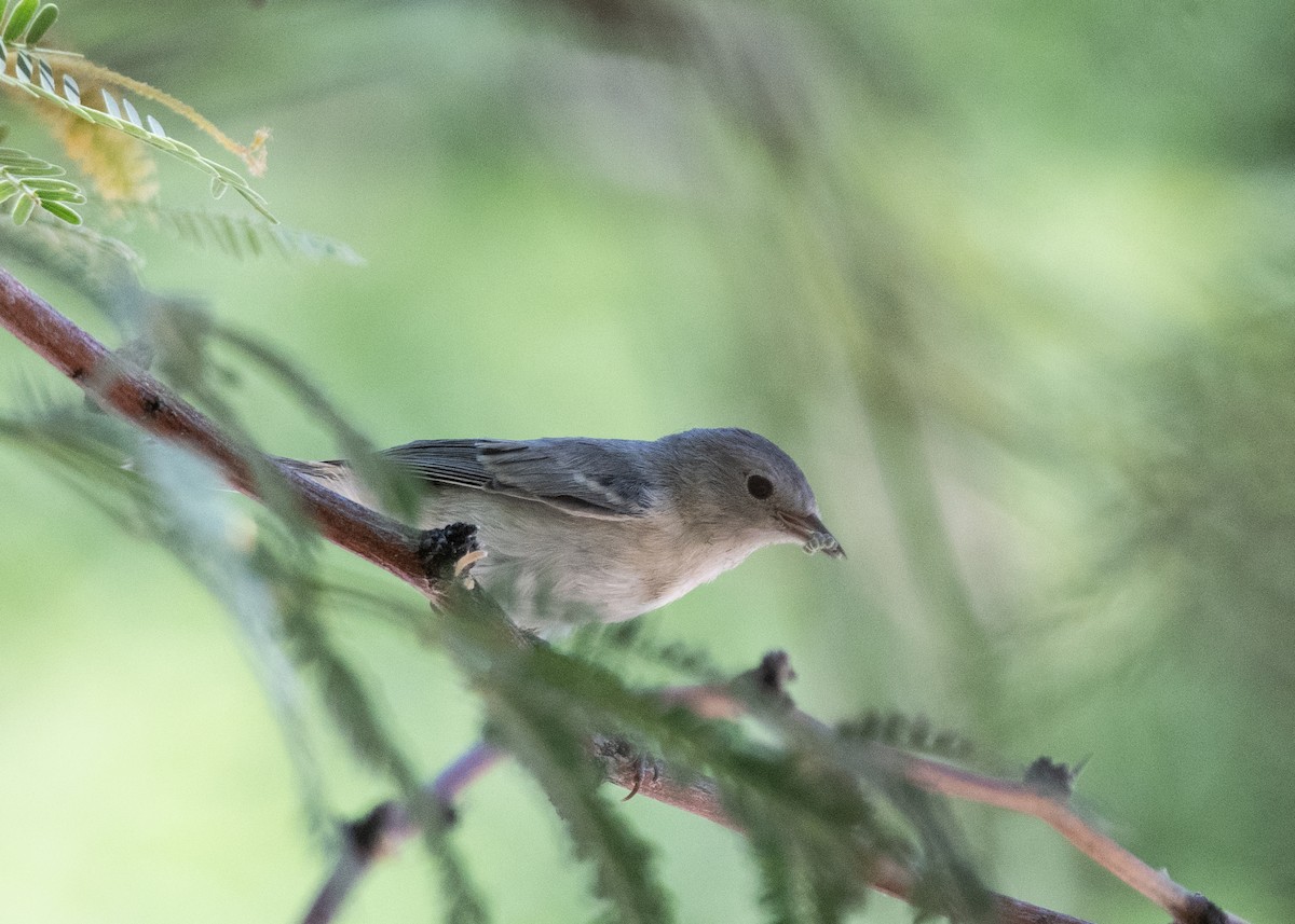 Lucy's Warbler - ML620615147