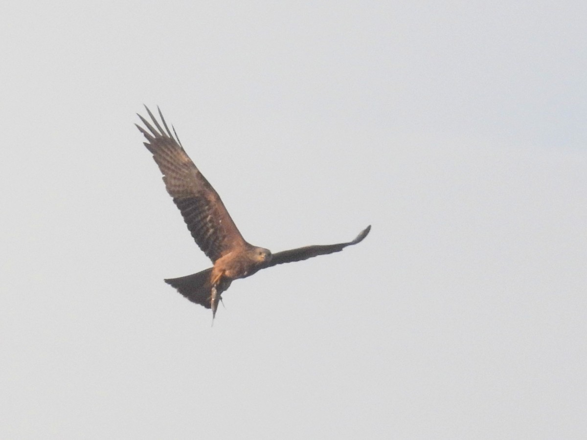 Black Kite (Yellow-billed) - ML620615148