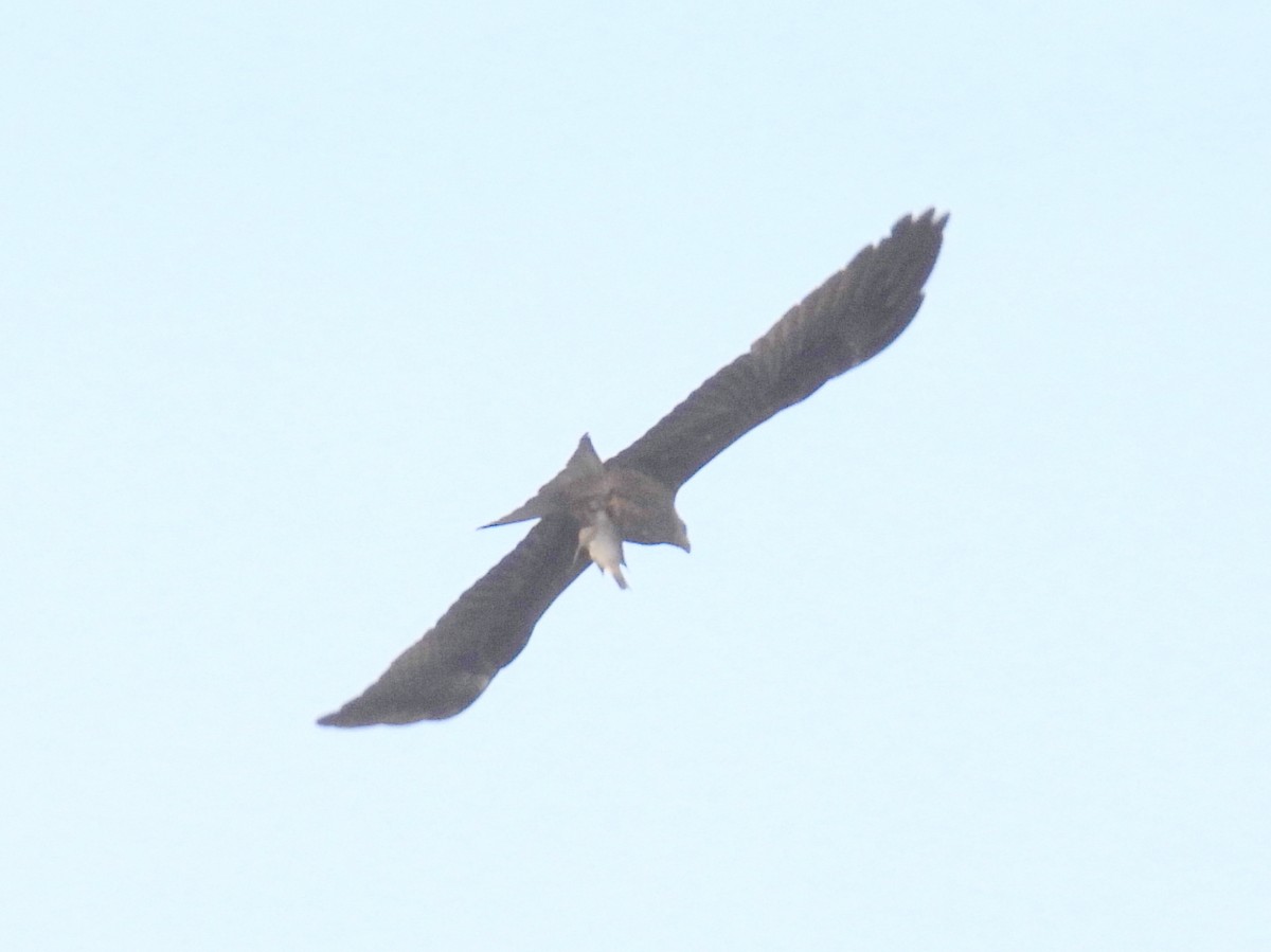 Black Kite (Yellow-billed) - ML620615149