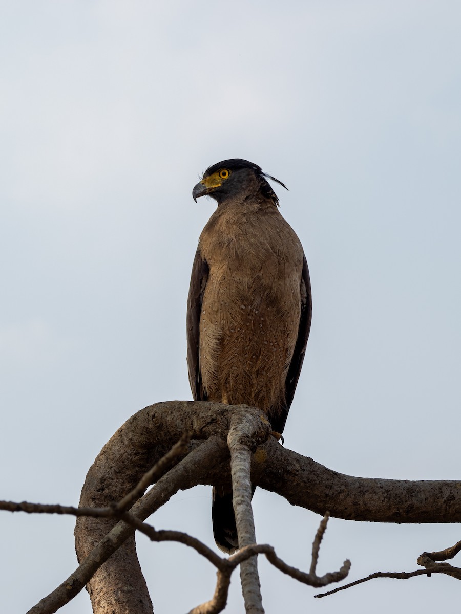 Crested Serpent-Eagle - ML620615150