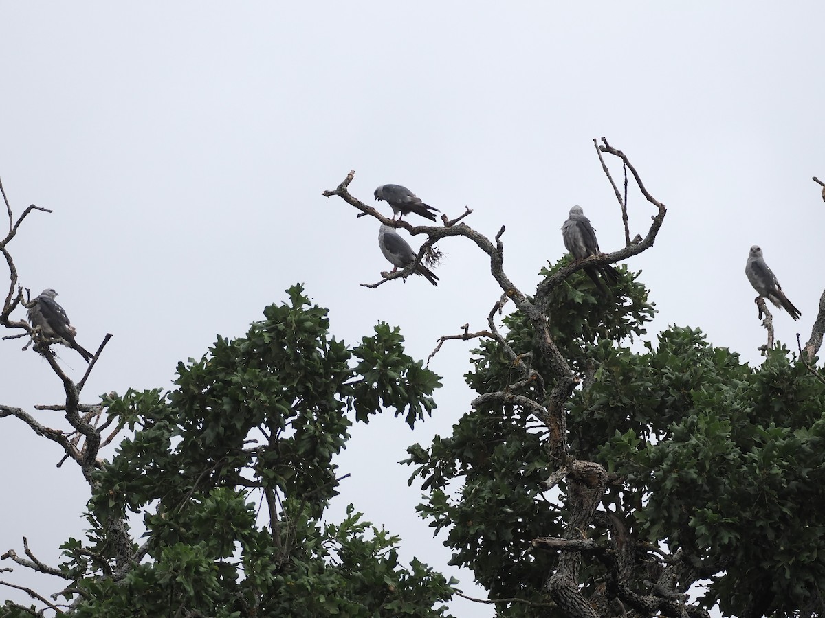 Mississippi Kite - ML620615155