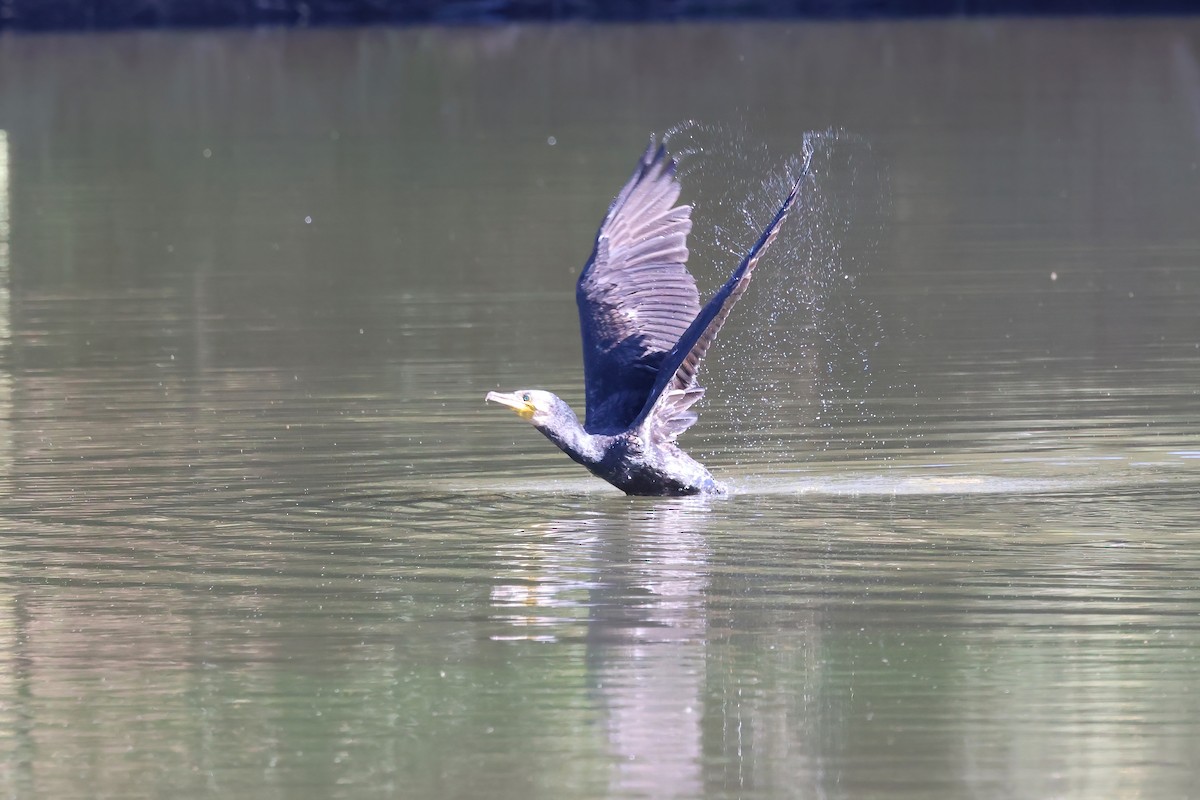 Great Cormorant - Dennis Devers