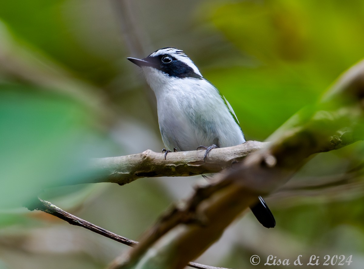 Little Pied Flycatcher - ML620615160