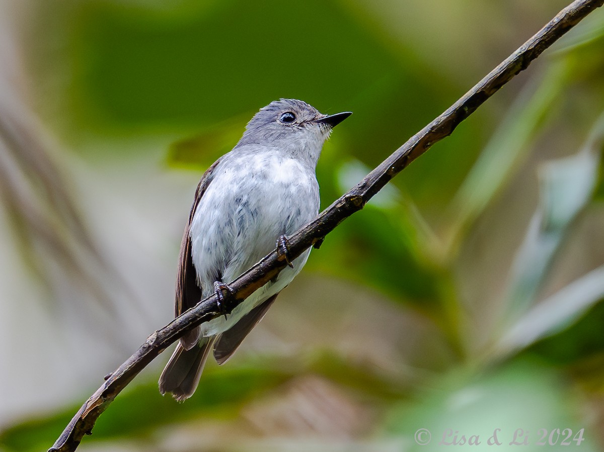 Little Pied Flycatcher - ML620615161