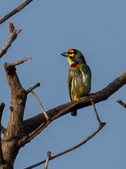 Coppersmith Barbet - Kevin McAuliffe