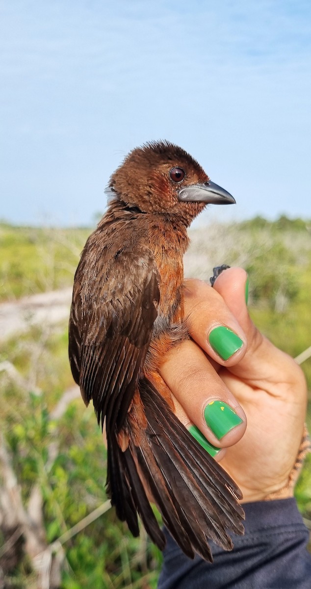 Silver-beaked Tanager - ML620615168