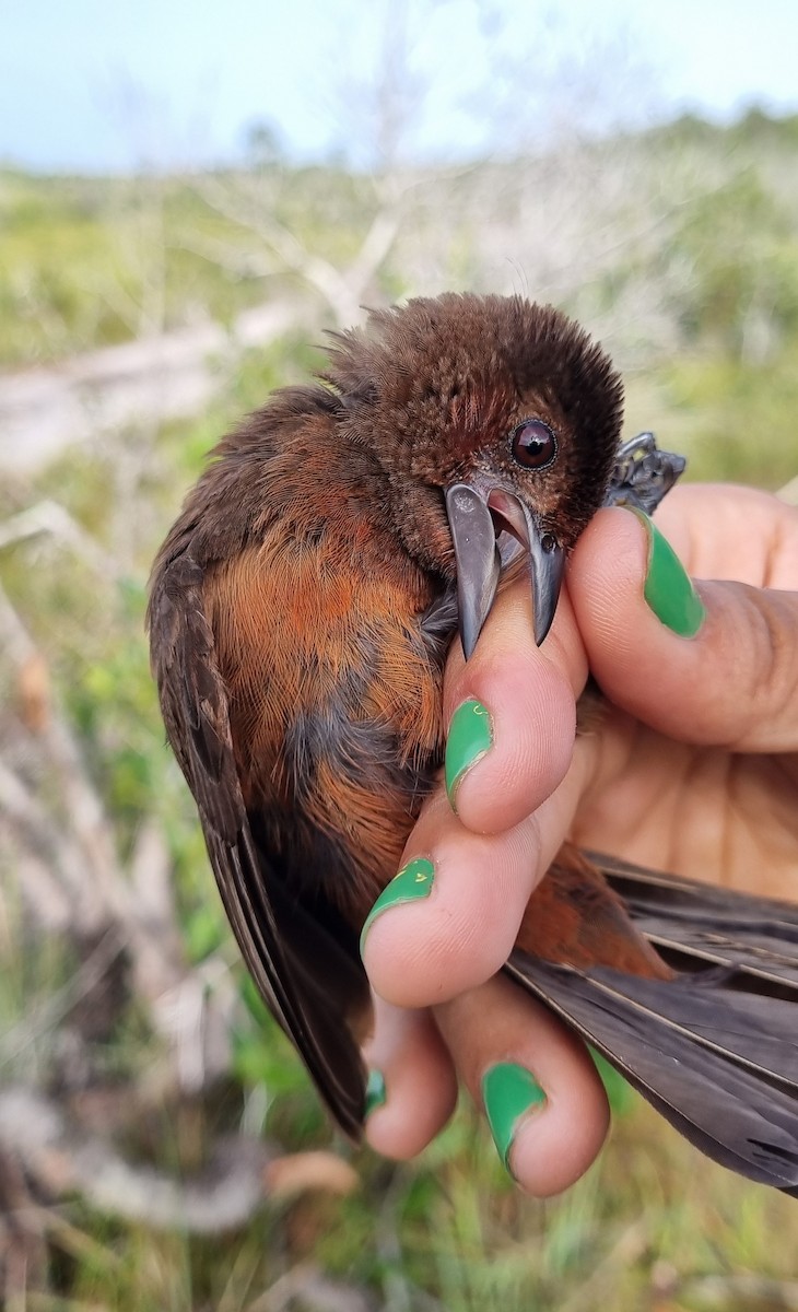 Silver-beaked Tanager - ML620615169