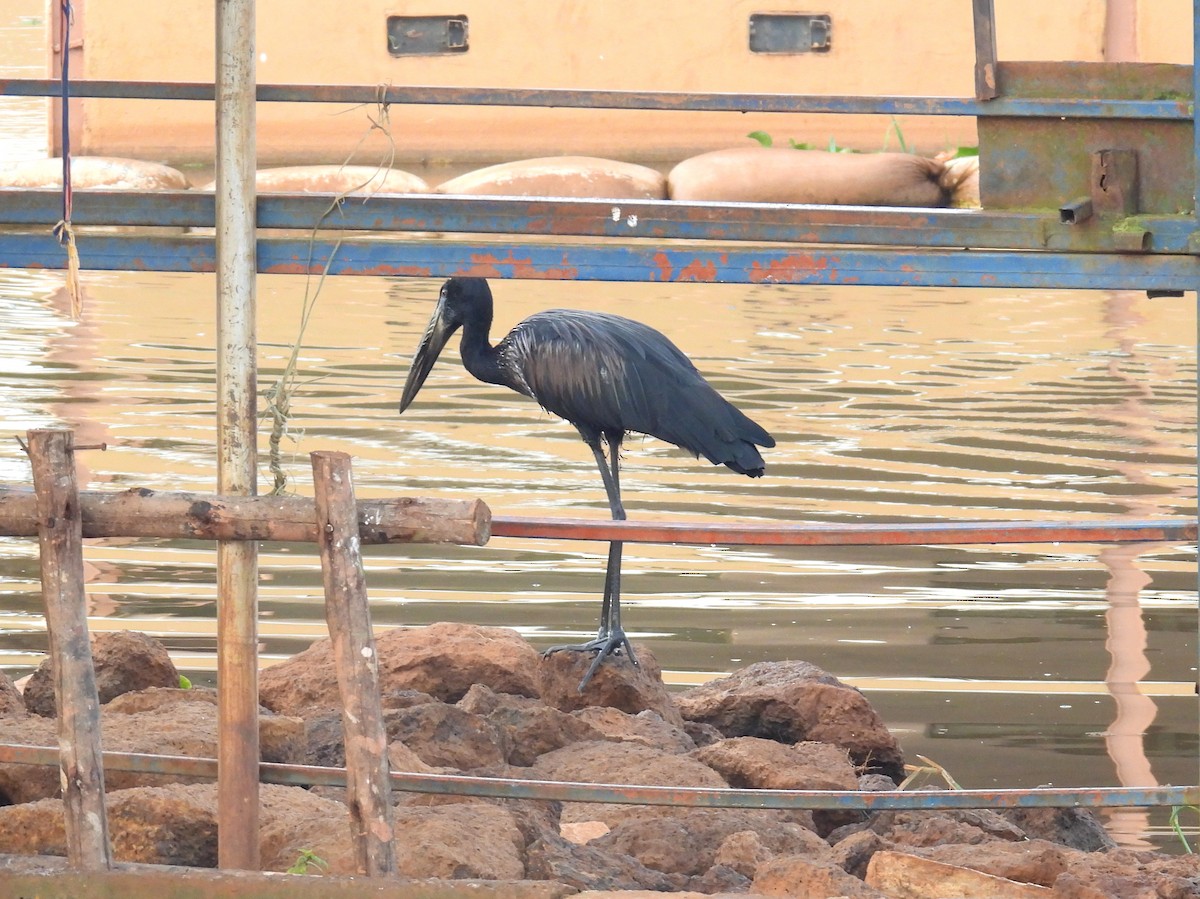 African Openbill - ML620615170