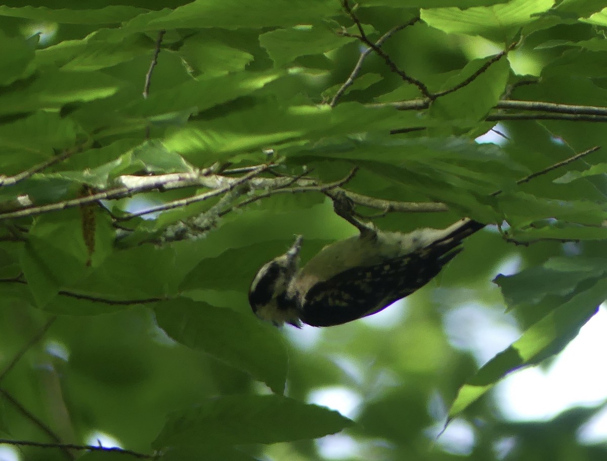 Hairy Woodpecker - ML620615171