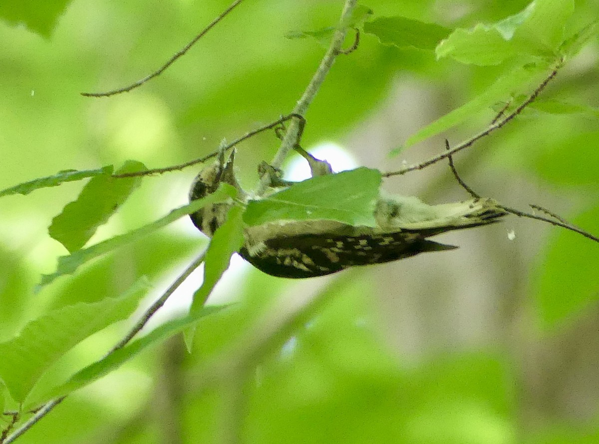 Hairy Woodpecker - ML620615172