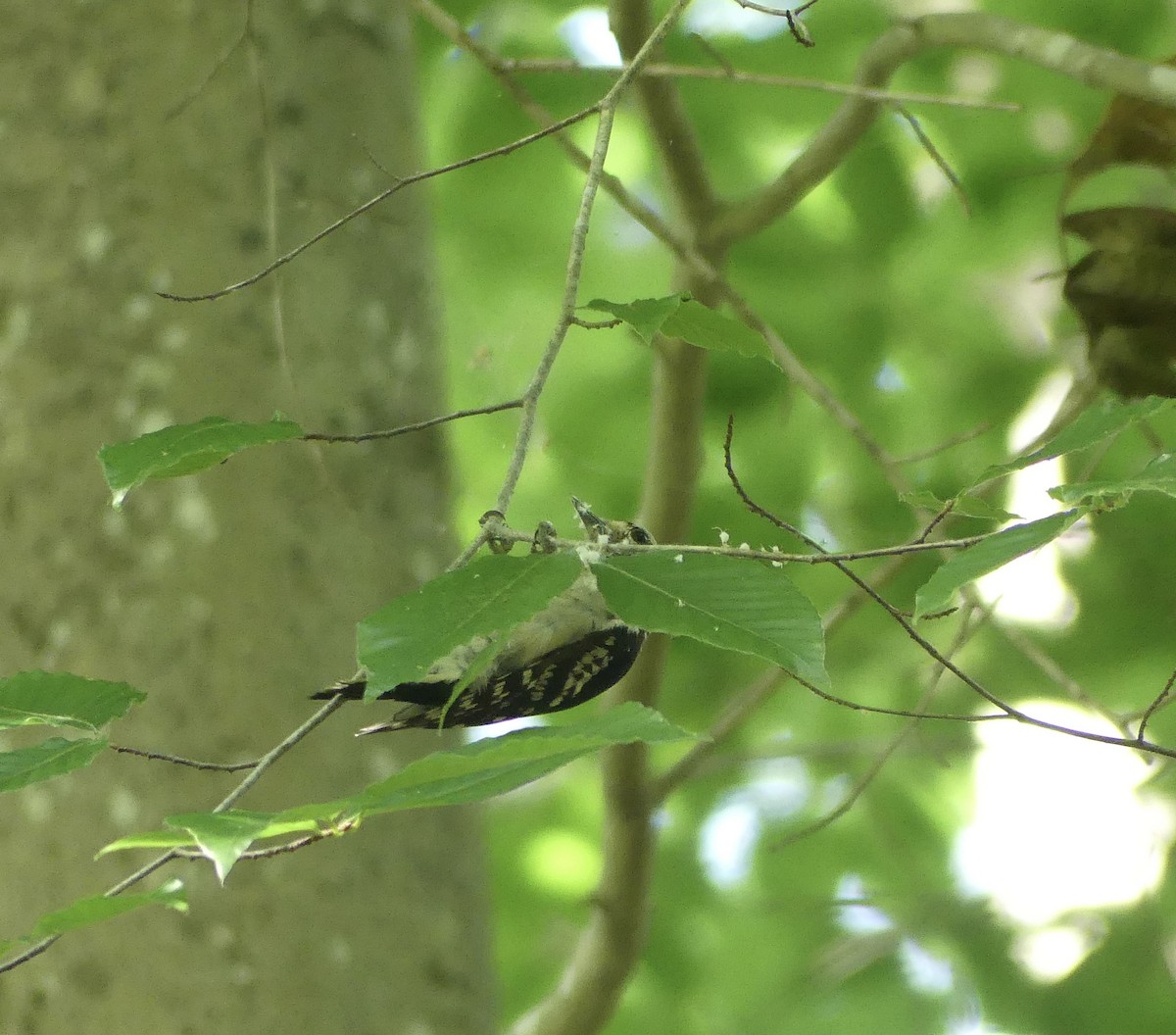 Hairy Woodpecker - ML620615173