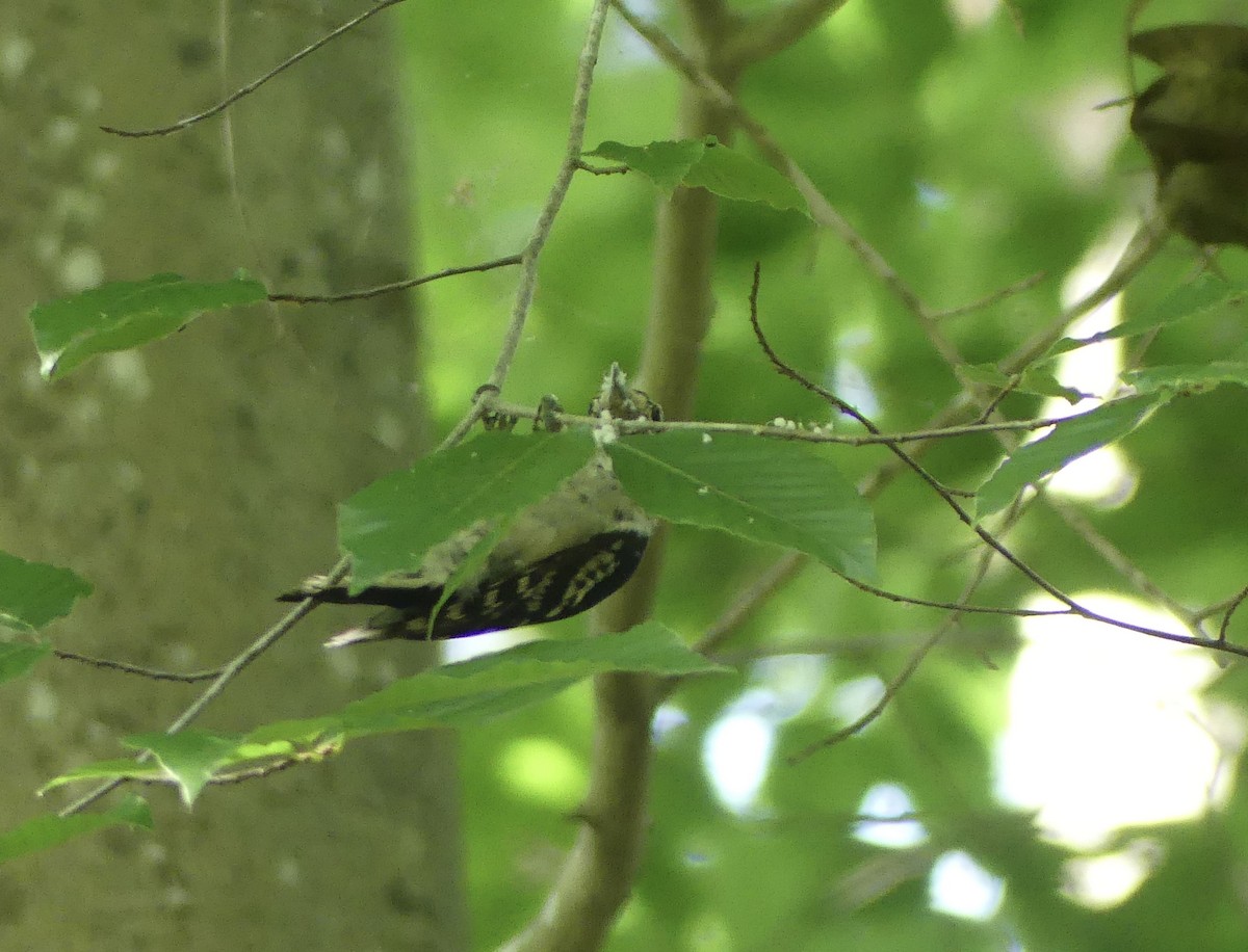 Hairy Woodpecker - ML620615174