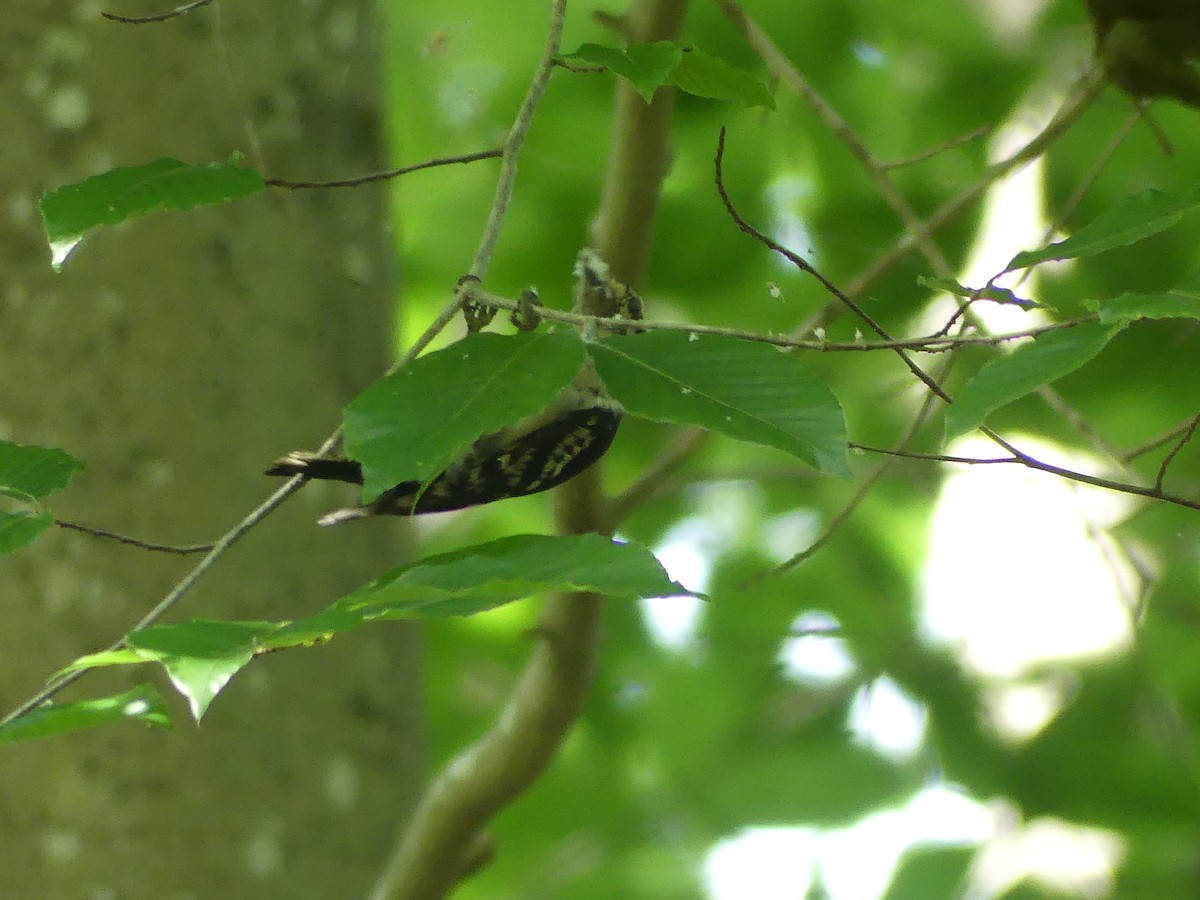 Hairy Woodpecker - ML620615175