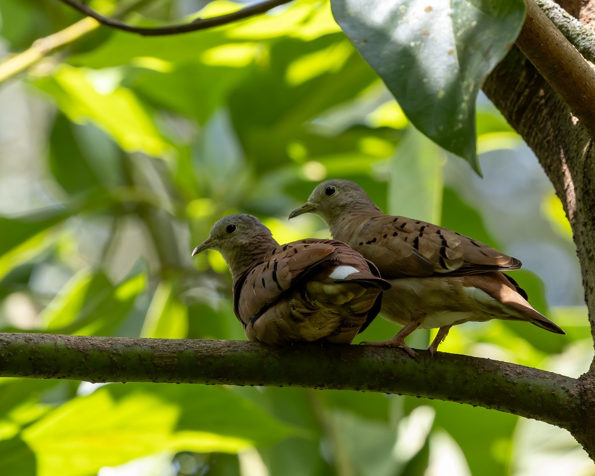 Ruddy Ground Dove - ML620615178