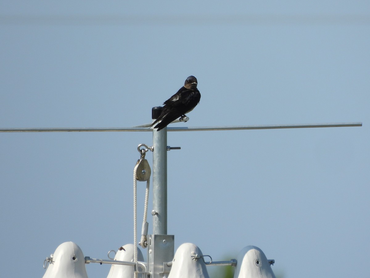 Purple Martin - Tracee Fugate