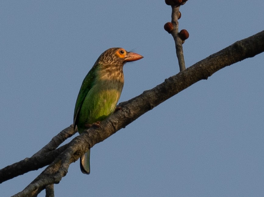 Braunkopf-Bartvogel - ML620615181