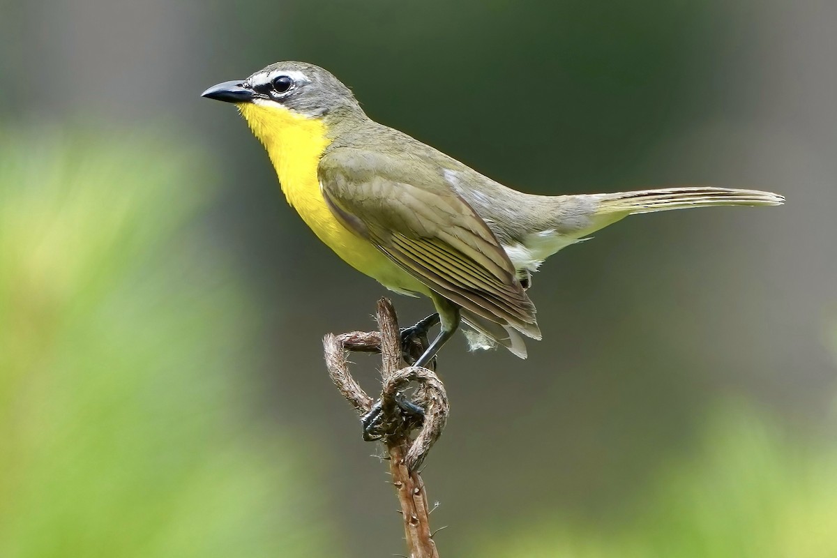 Yellow-breasted Chat - Matt Kosater