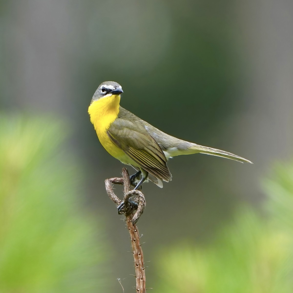 Yellow-breasted Chat - ML620615183