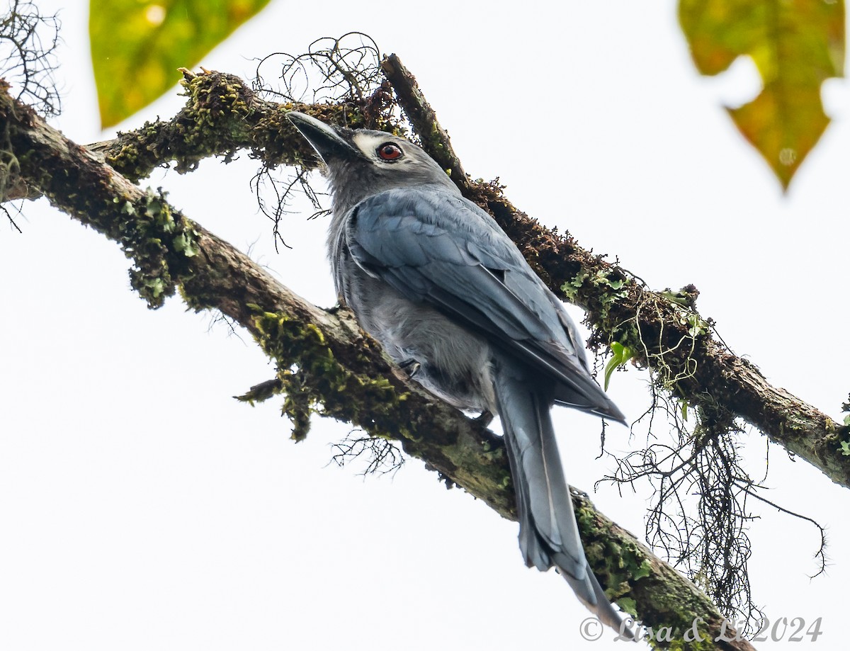 drongo kouřový - ML620615184