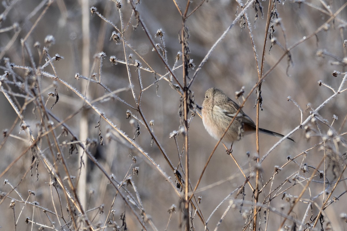 Long-tailed Rosefinch - ML620615187