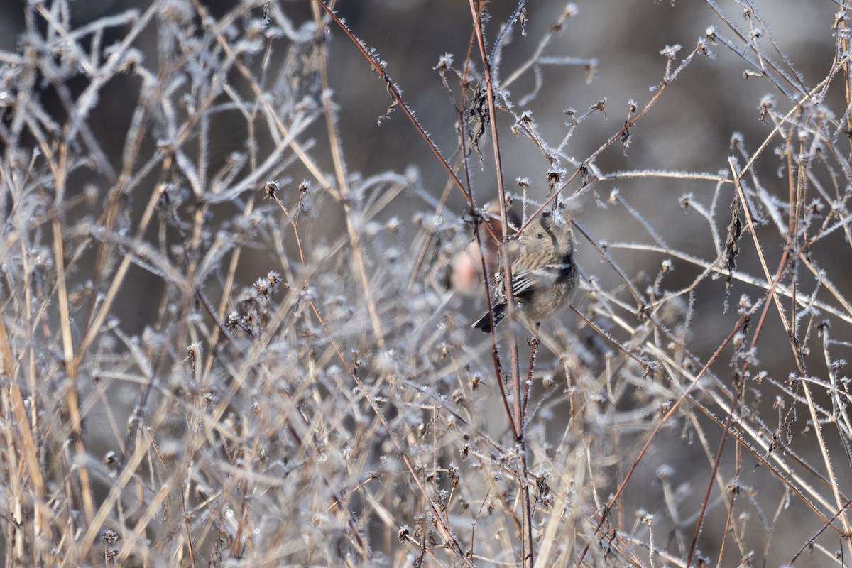 Long-tailed Rosefinch - ML620615188