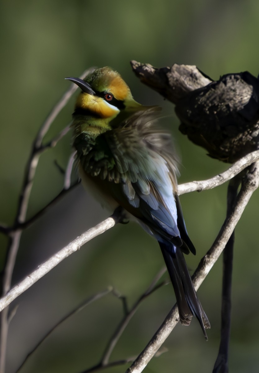 Rainbow Bee-eater - ML620615190