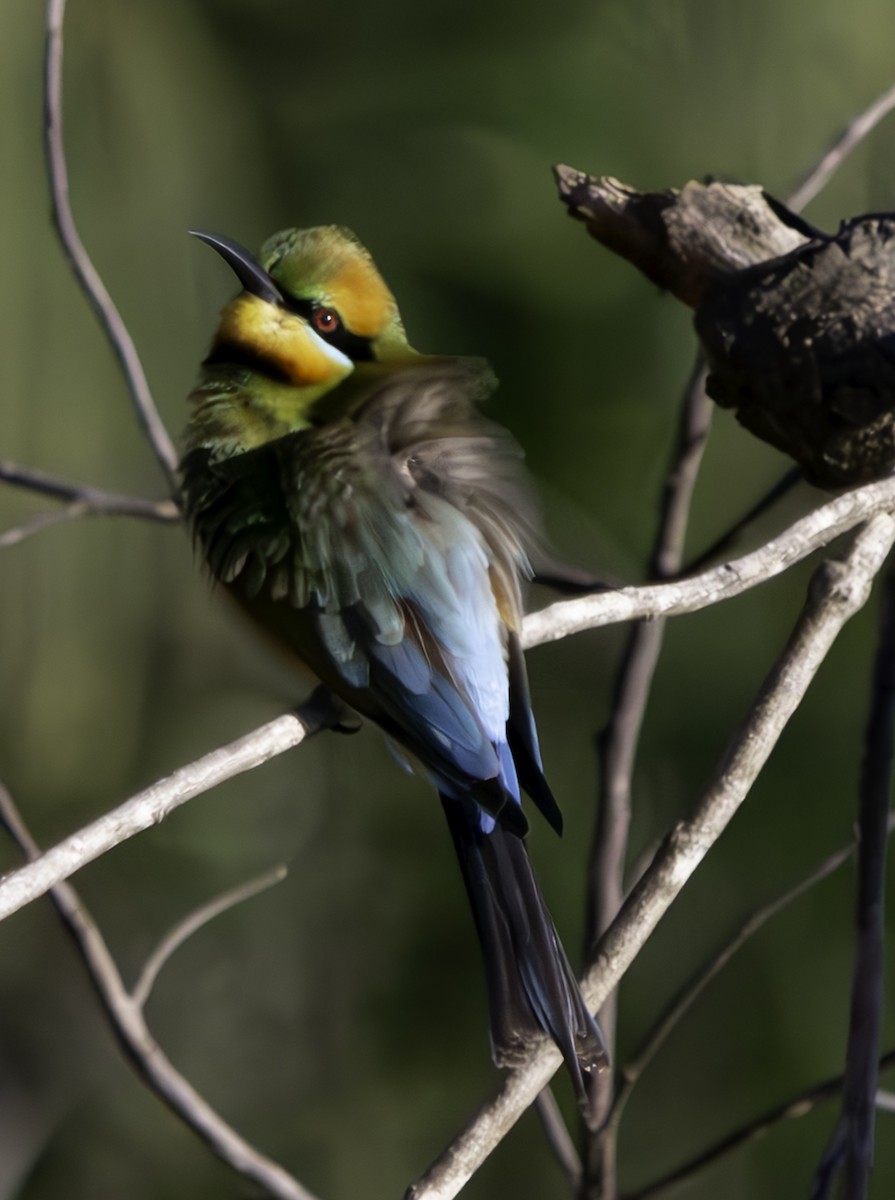 Rainbow Bee-eater - ML620615191