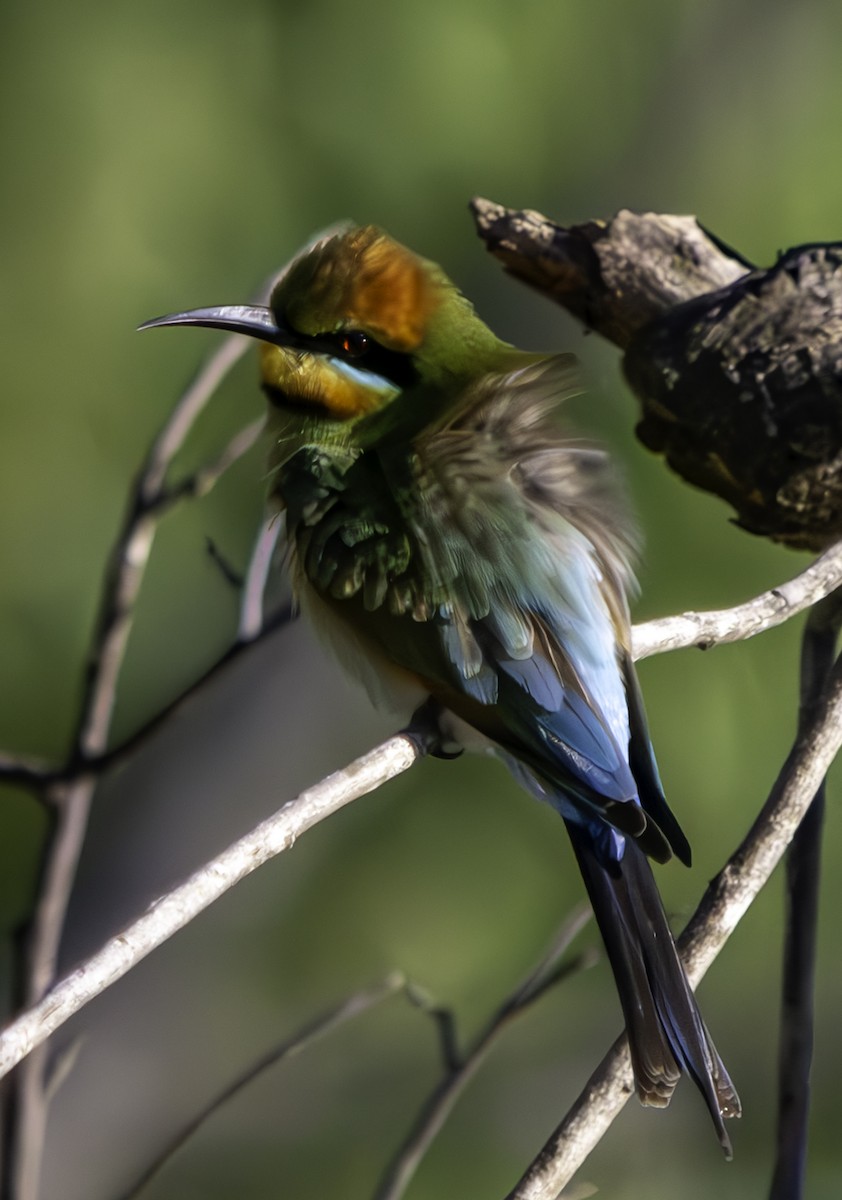 Rainbow Bee-eater - ML620615192