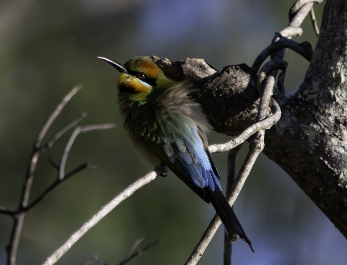 Rainbow Bee-eater - Rebel Warren and David Parsons