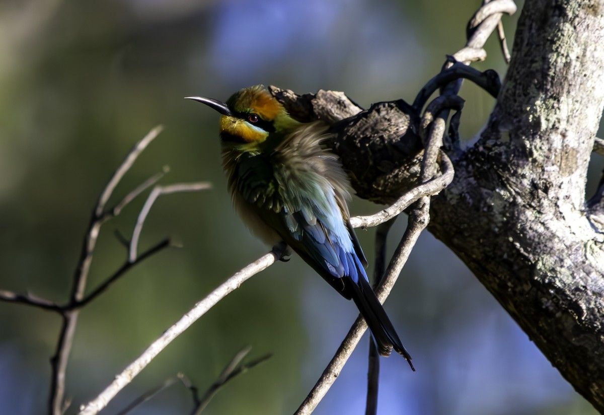 Rainbow Bee-eater - ML620615194