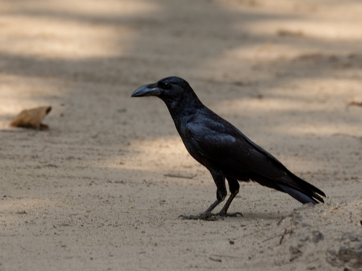 Large-billed Crow (Indian Jungle) - ML620615195
