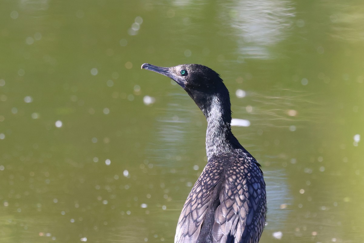 Little Black Cormorant - ML620615196