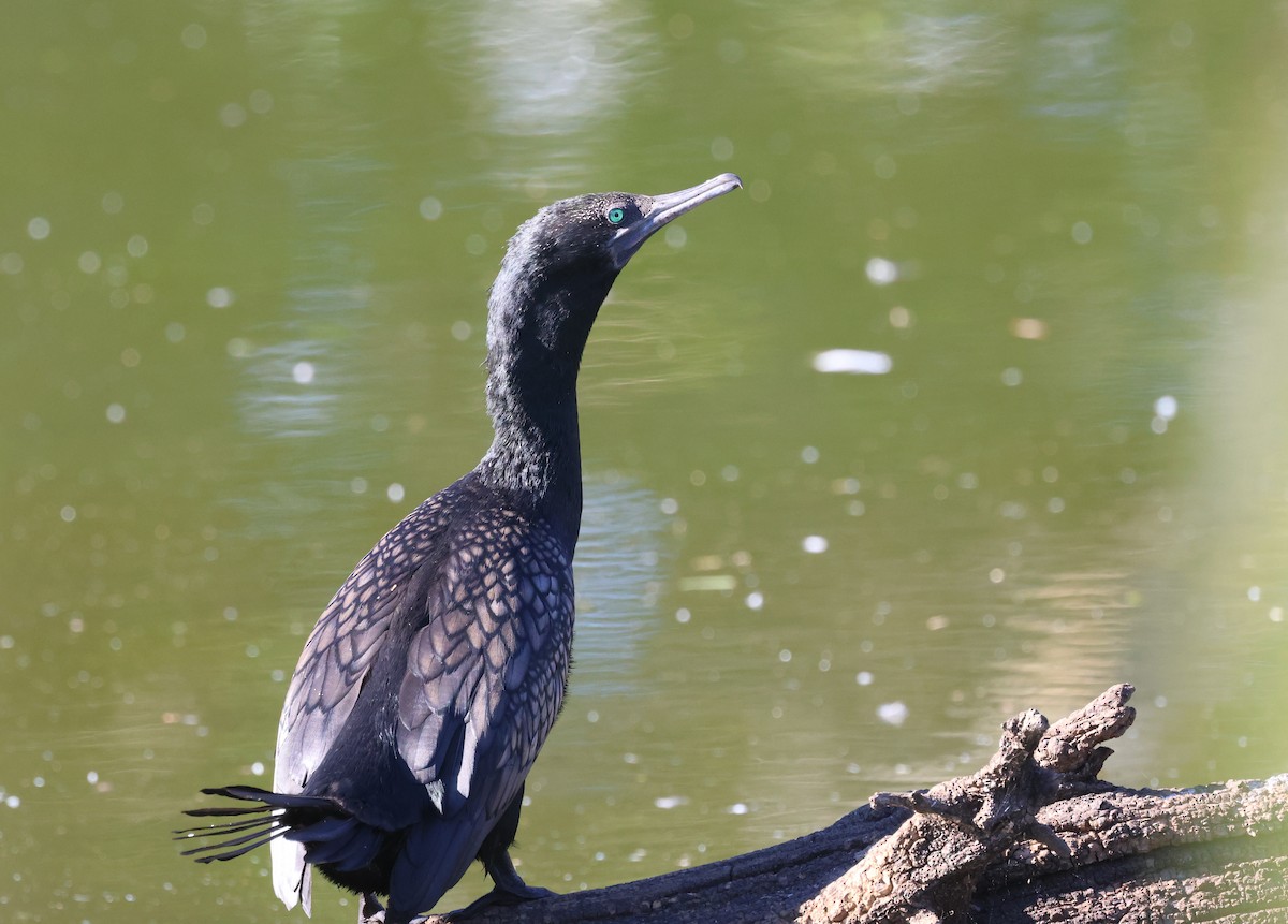 Little Black Cormorant - ML620615197