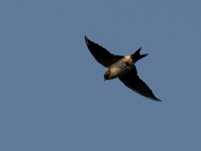 Red-rumped Swallow - ML620615199