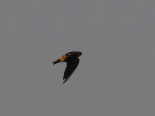 Red-rumped Swallow - ML620615200