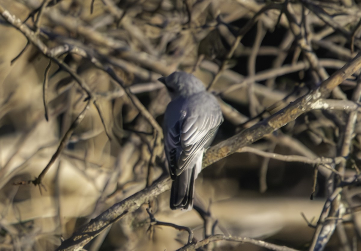 White-bellied Cuckooshrike - ML620615201