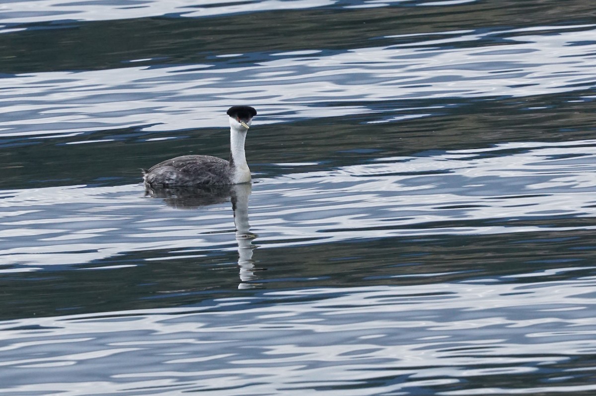 Western Grebe - ML620615204