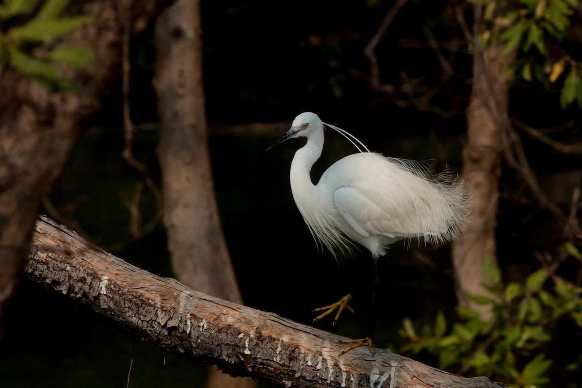 Aigrette garzette - ML620615207