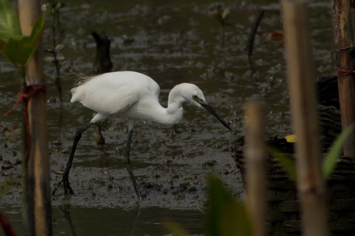 Little Egret - ML620615208