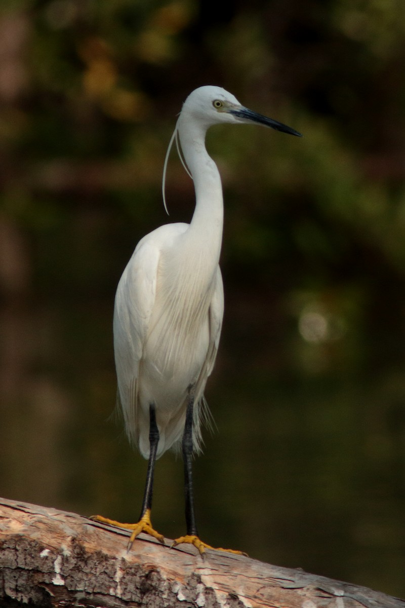 Aigrette garzette - ML620615209