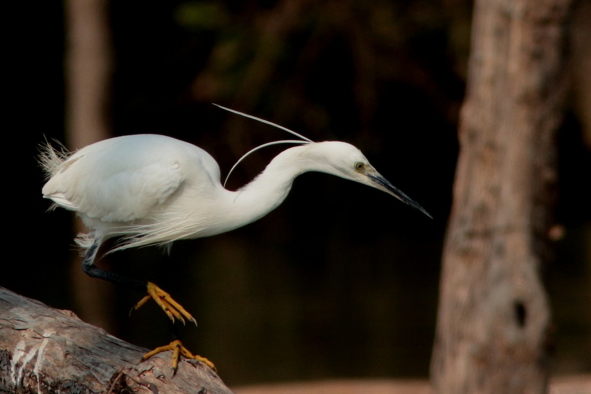 Little Egret - ML620615210