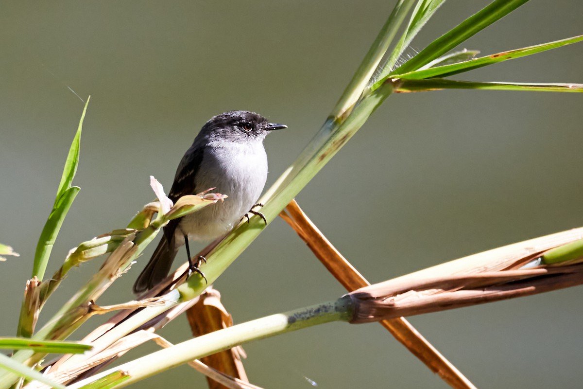 Torrent Tyrannulet - ML620615211