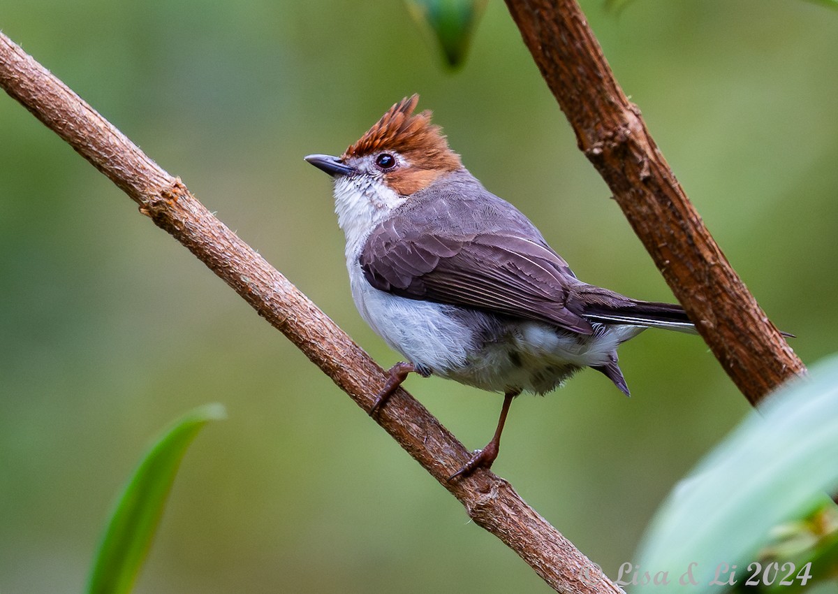 Chestnut-crested Yuhina - ML620615212