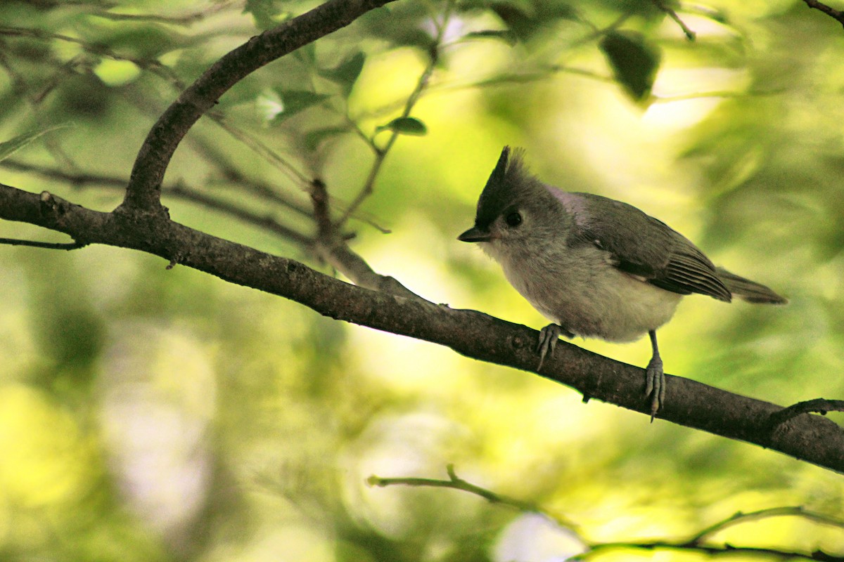 Tufted Titmouse - ML620615213