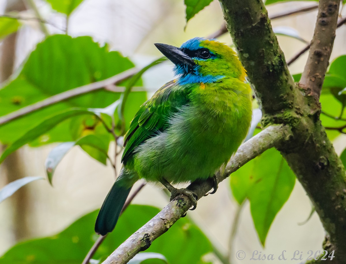 Golden-naped Barbet - ML620615214