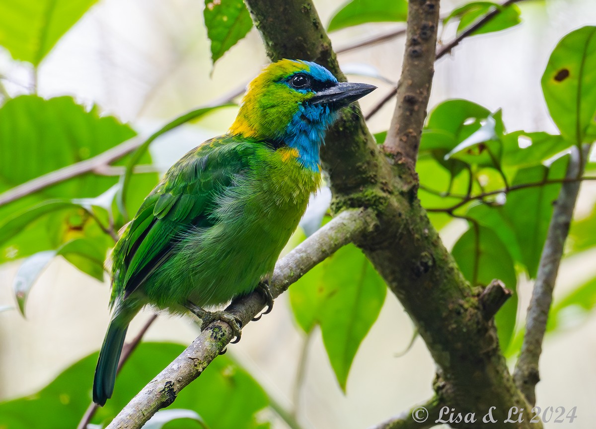 Golden-naped Barbet - ML620615215